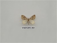 藏品(尺蛾624)的圖片